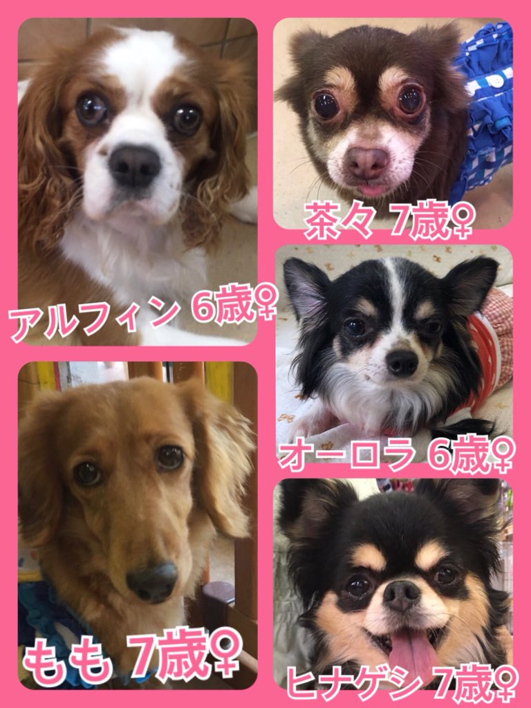 🐾今日の里親様募集中ワンコ🐶メンバーです🐾2019,6,25